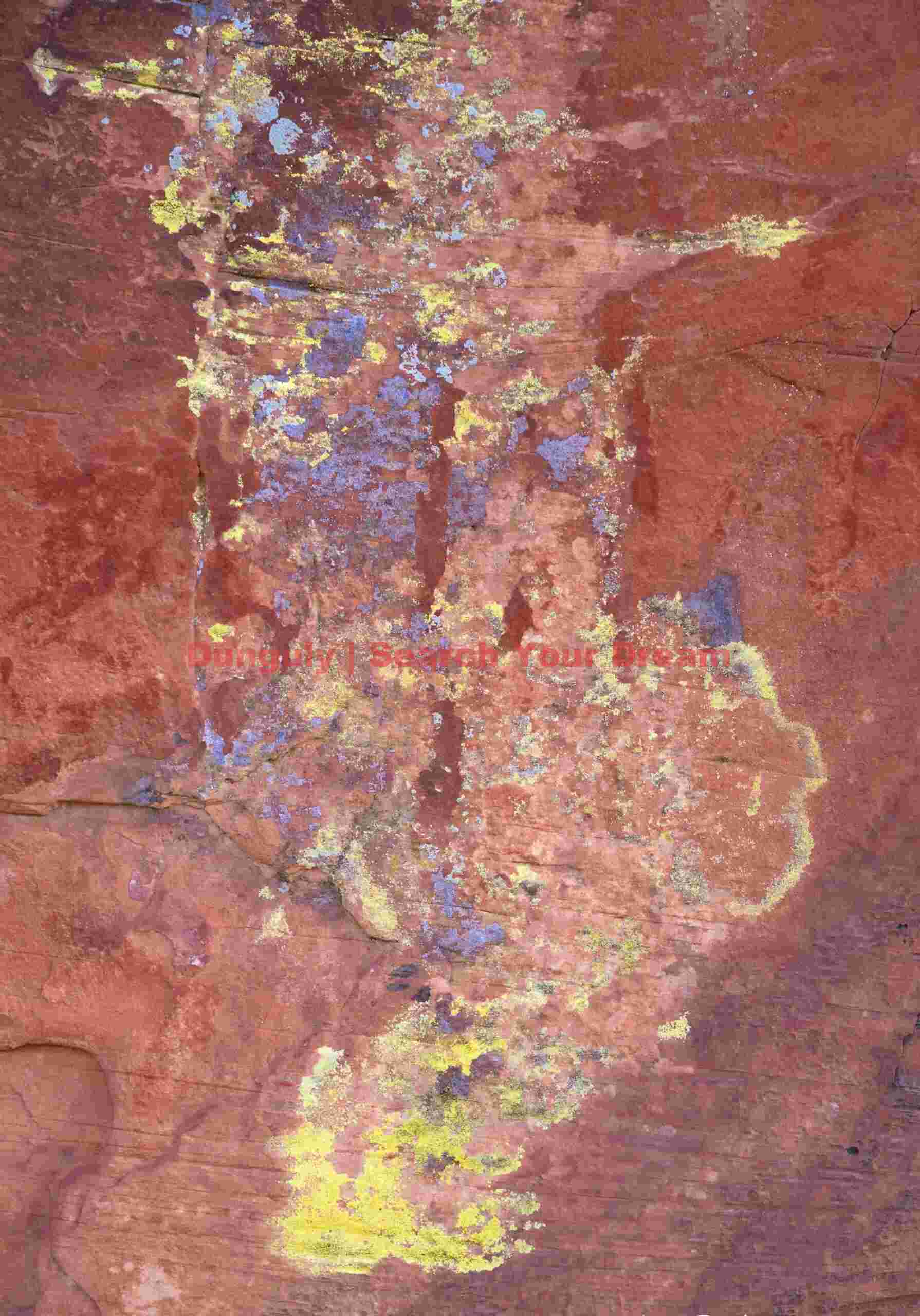 Yellow and Blue Lichen at Parashant National Monument