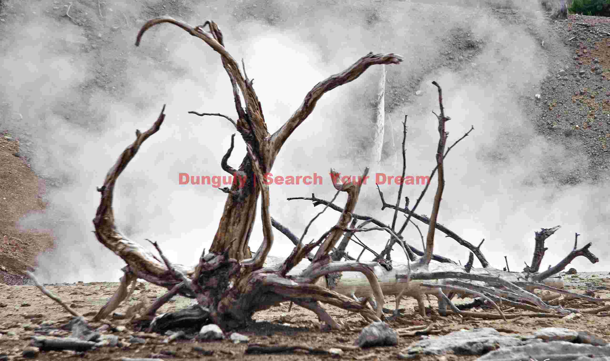 Yellowstone - dead tree and steam