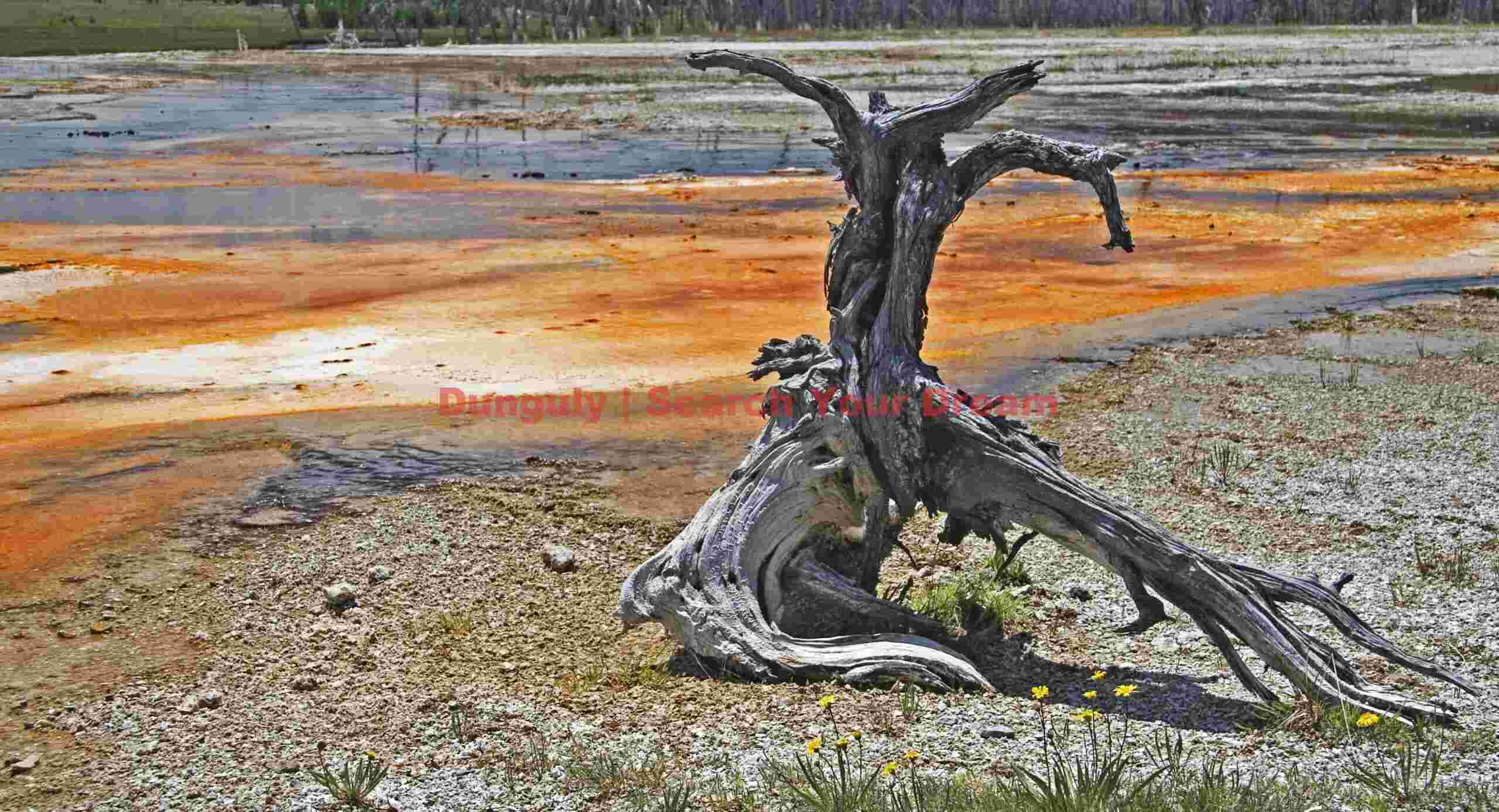 Yellowstone - dead tree - yellow algae