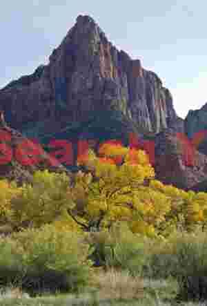 The Watchman with Fall Cottonwood Tree