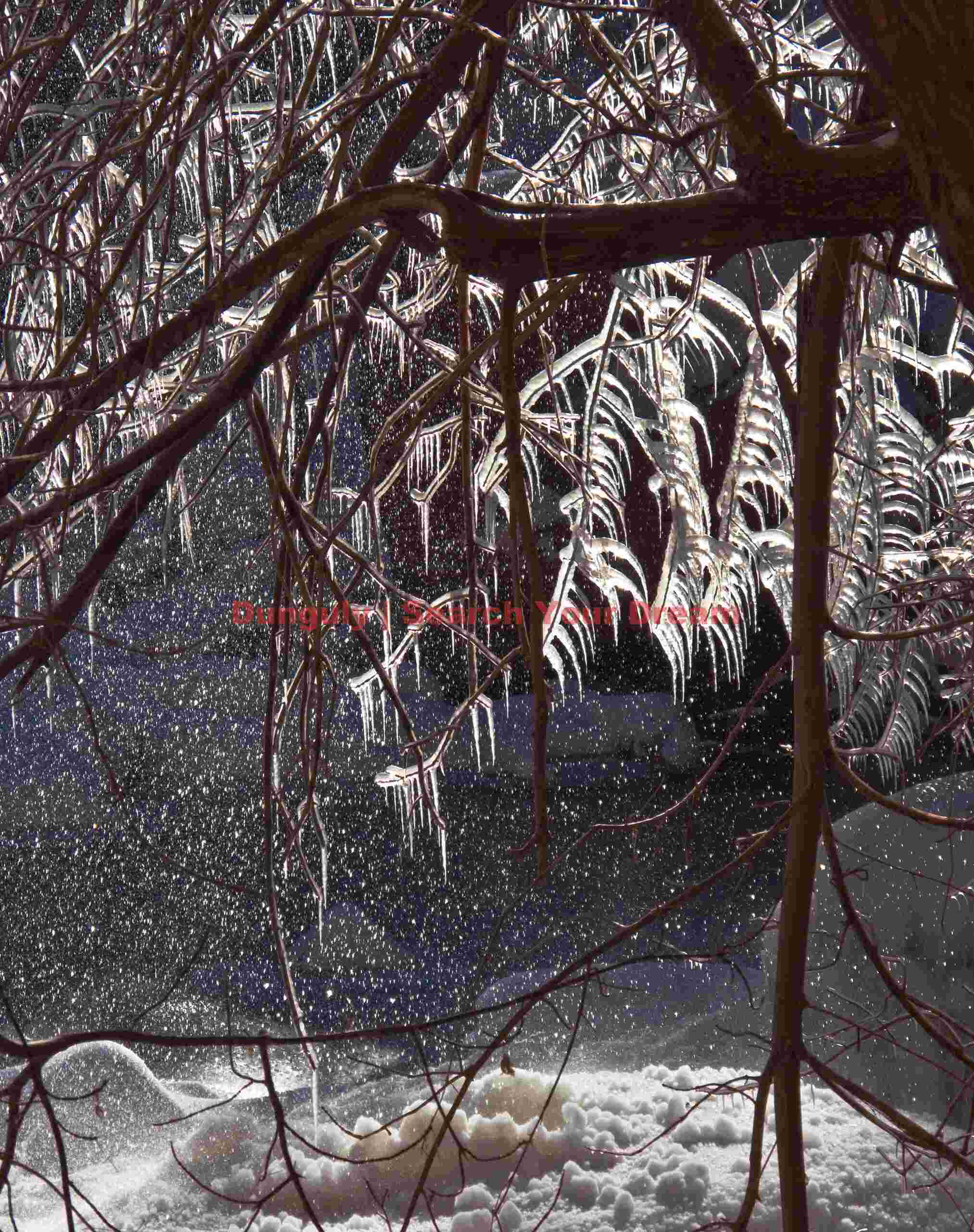 Ice Patterns on Trees at Lower Emerald Pool