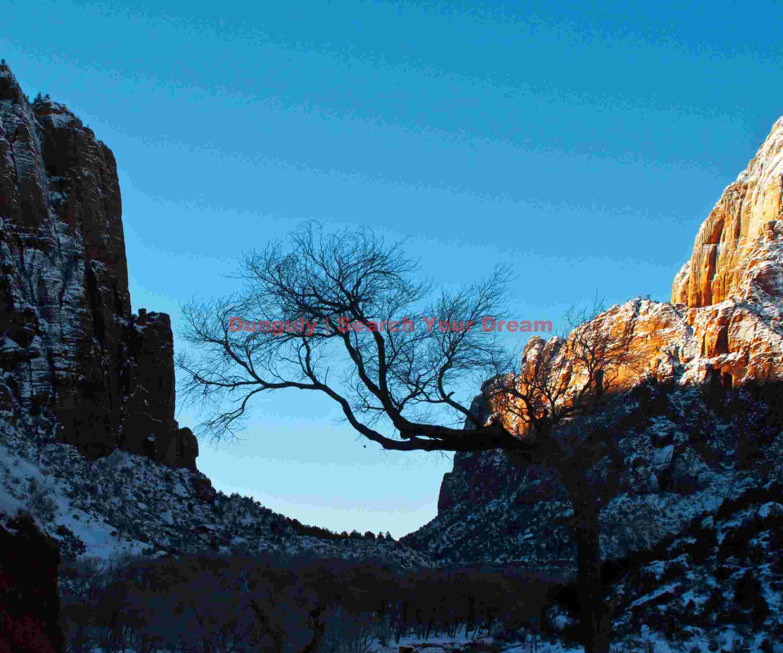 Solitary Tree at Big Bend