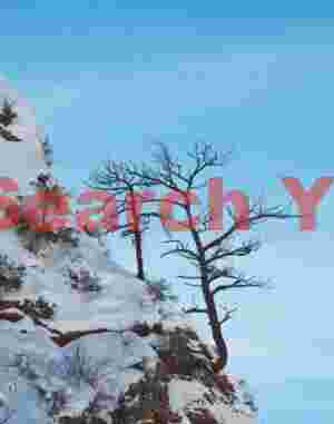 Zion - trees struggling for the vertical