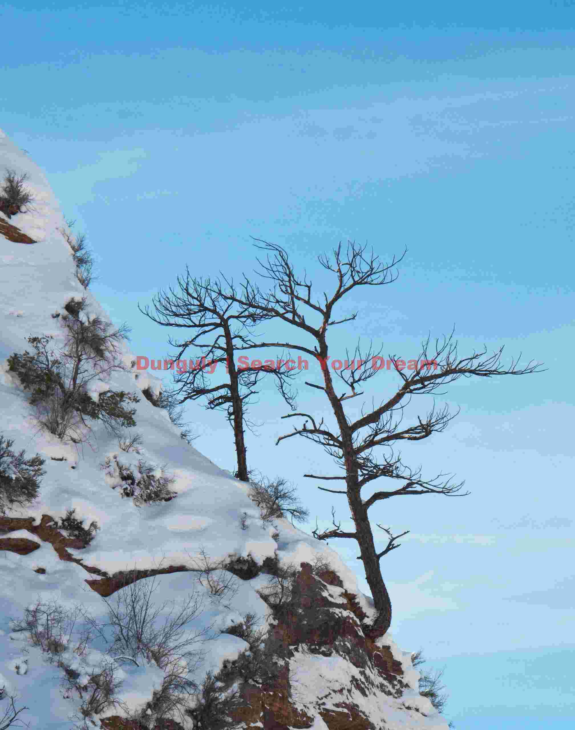 Zion - trees struggling for the vertical