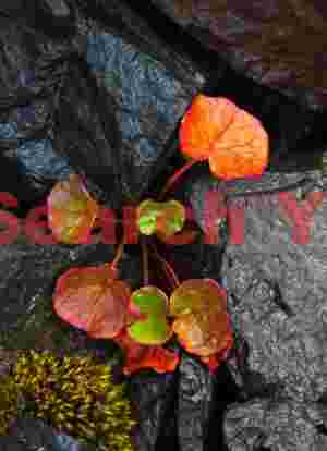 River Rocks And Red - Godafoss