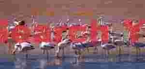 Flamingo Congregation at Laguna Colorado