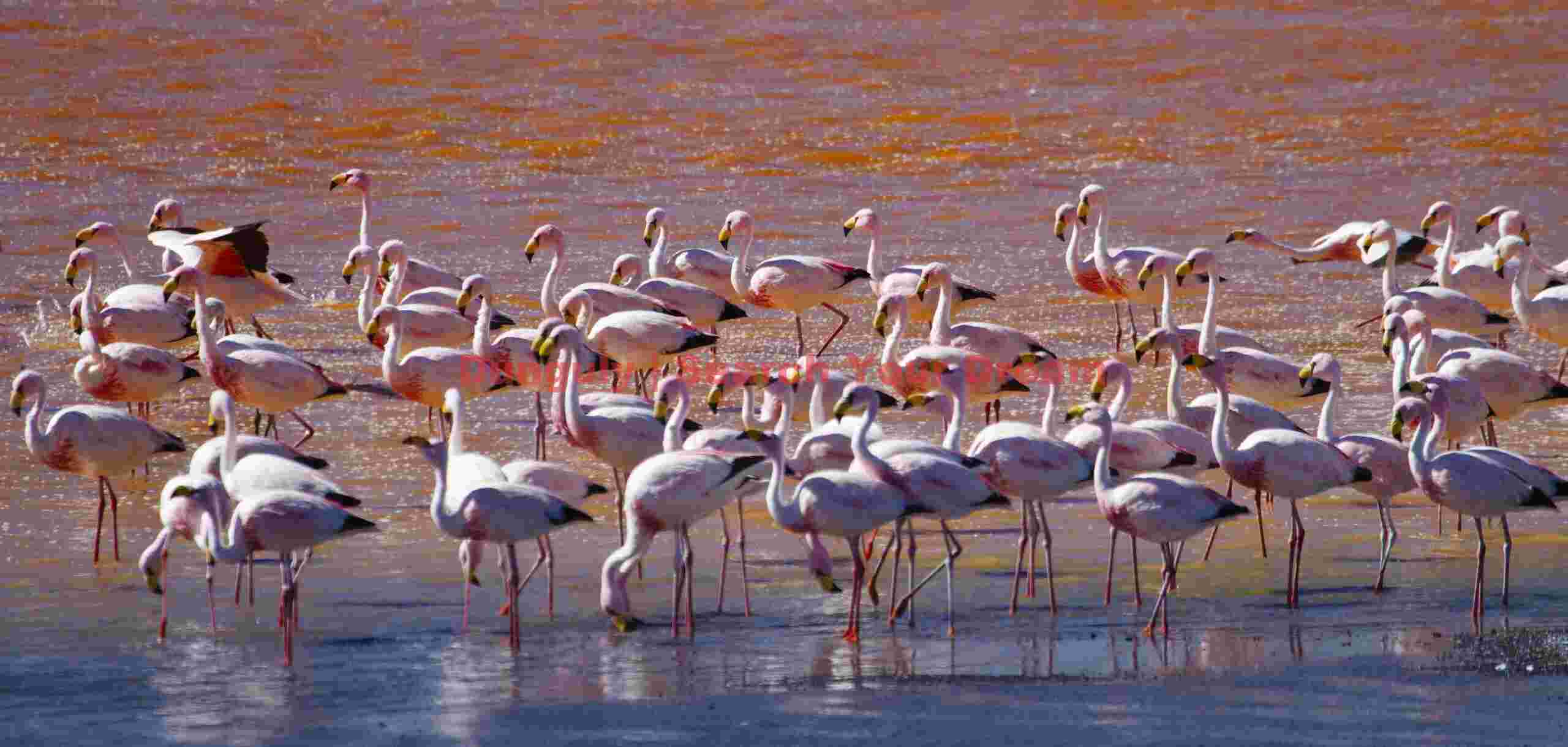 Flamingo Congregation at Laguna Colorado