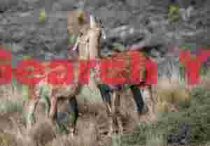 Tender Moment Between Patagonian Guanacos