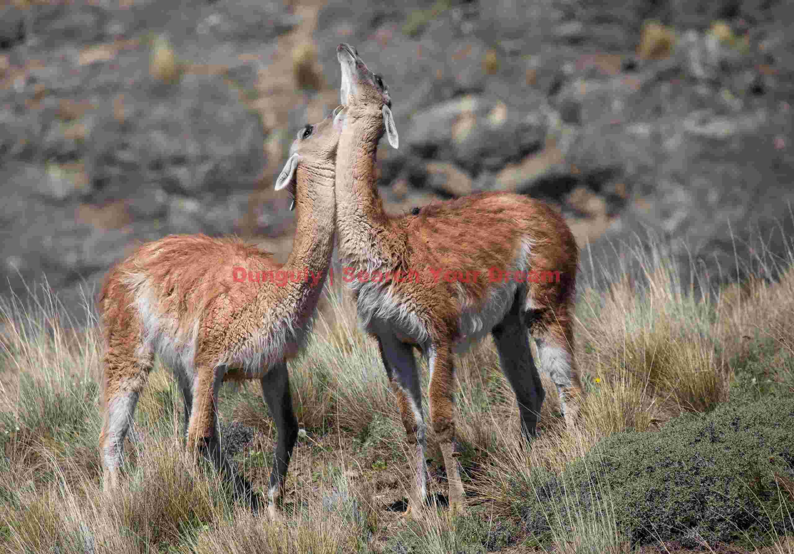 Tender Moment Between Patagonian Guanacos