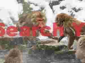 Alpha male snow monkey confrontation #2