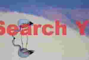 Andean Flamingo Mirrored in Mountain Waters