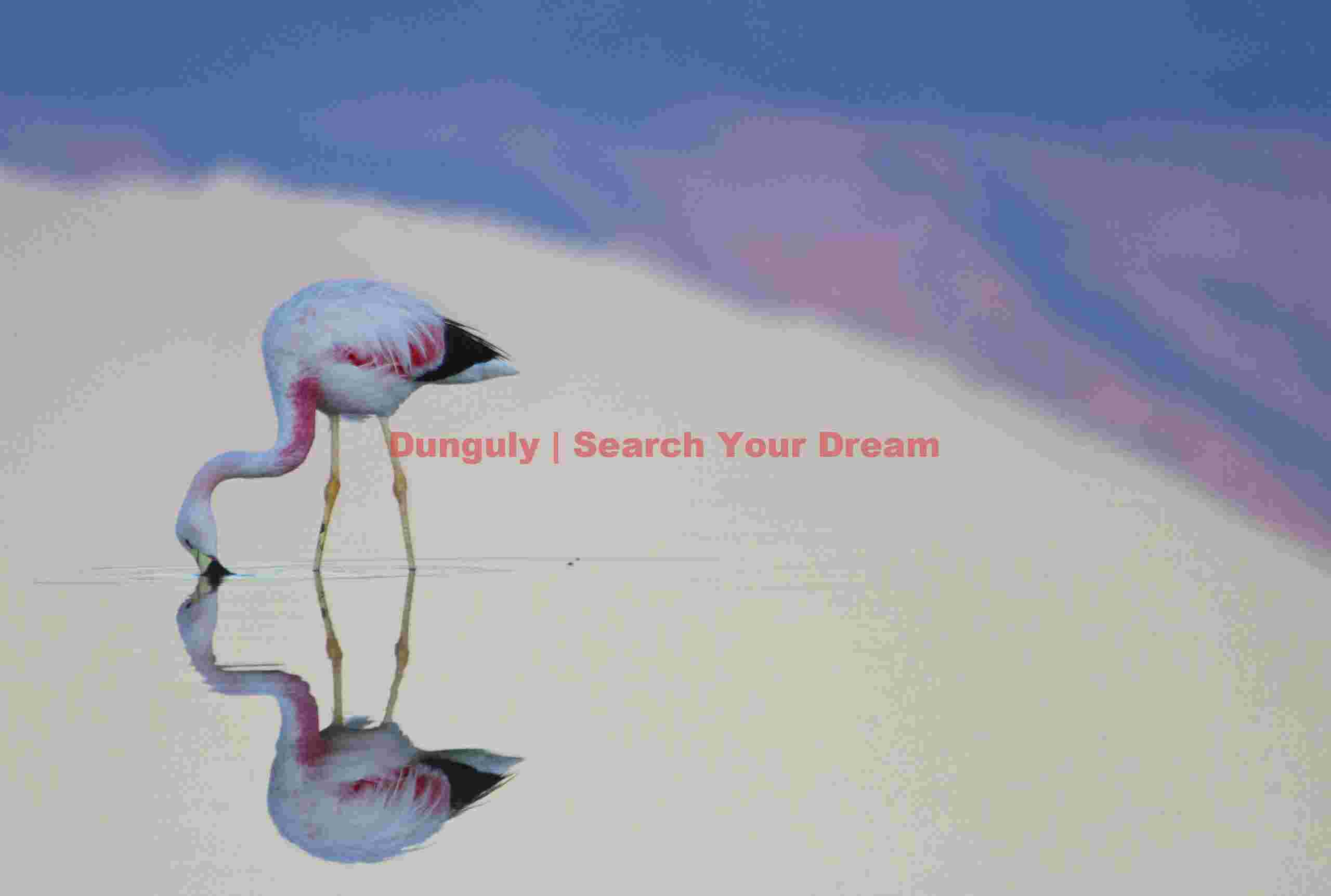 Andean Flamingo Mirrored in Mountain Waters