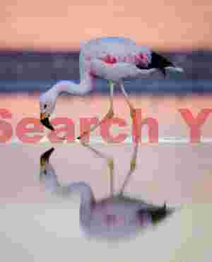 Feeding Flamingo at Laguna Chaxa