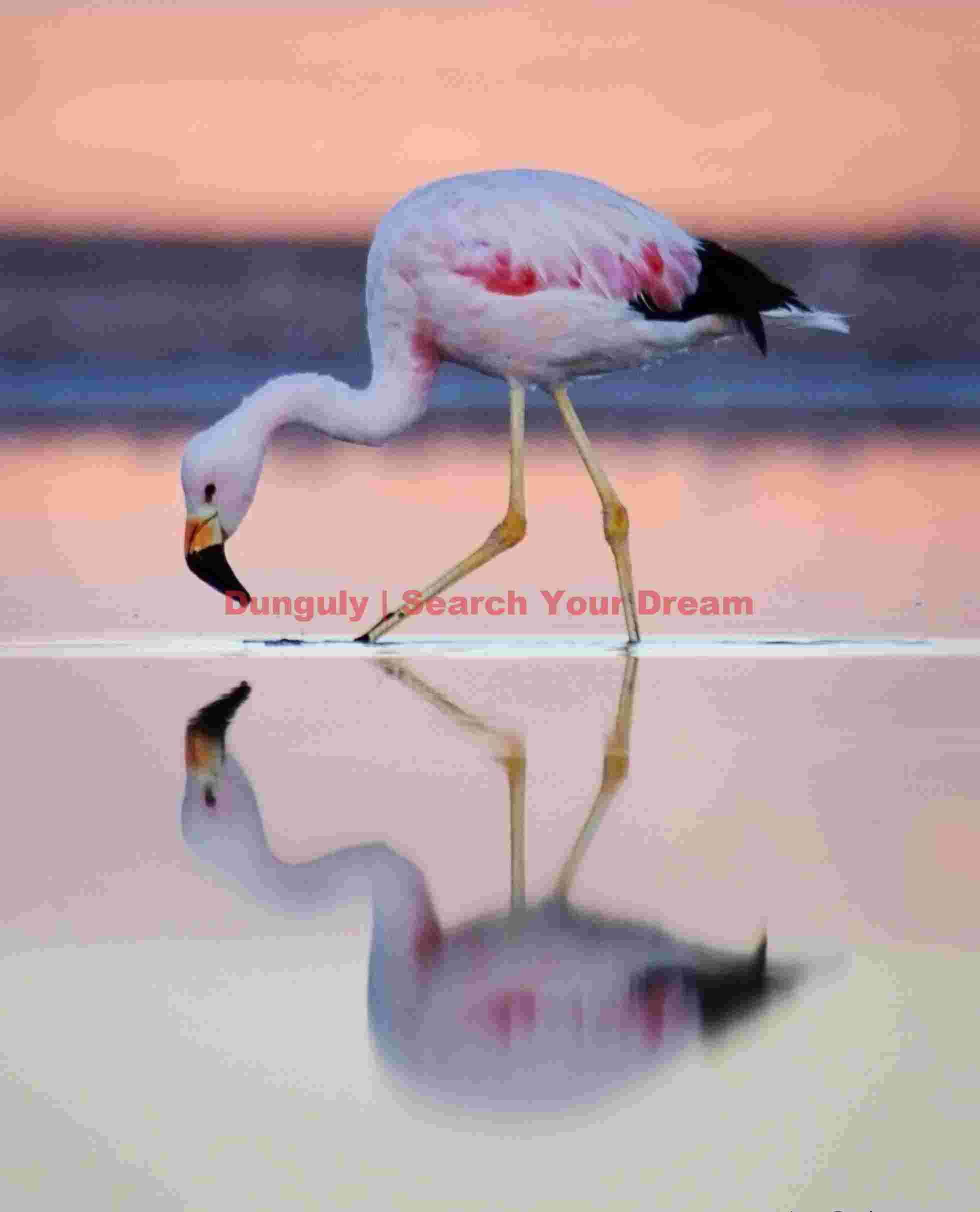 Feeding Flamingo at Laguna Chaxa