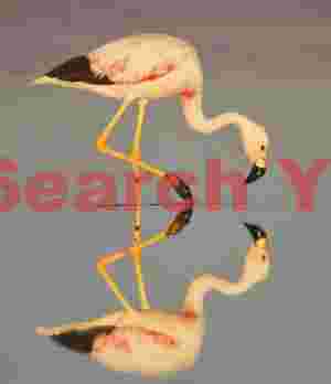 Contemplative Flamingo at Water's Edge