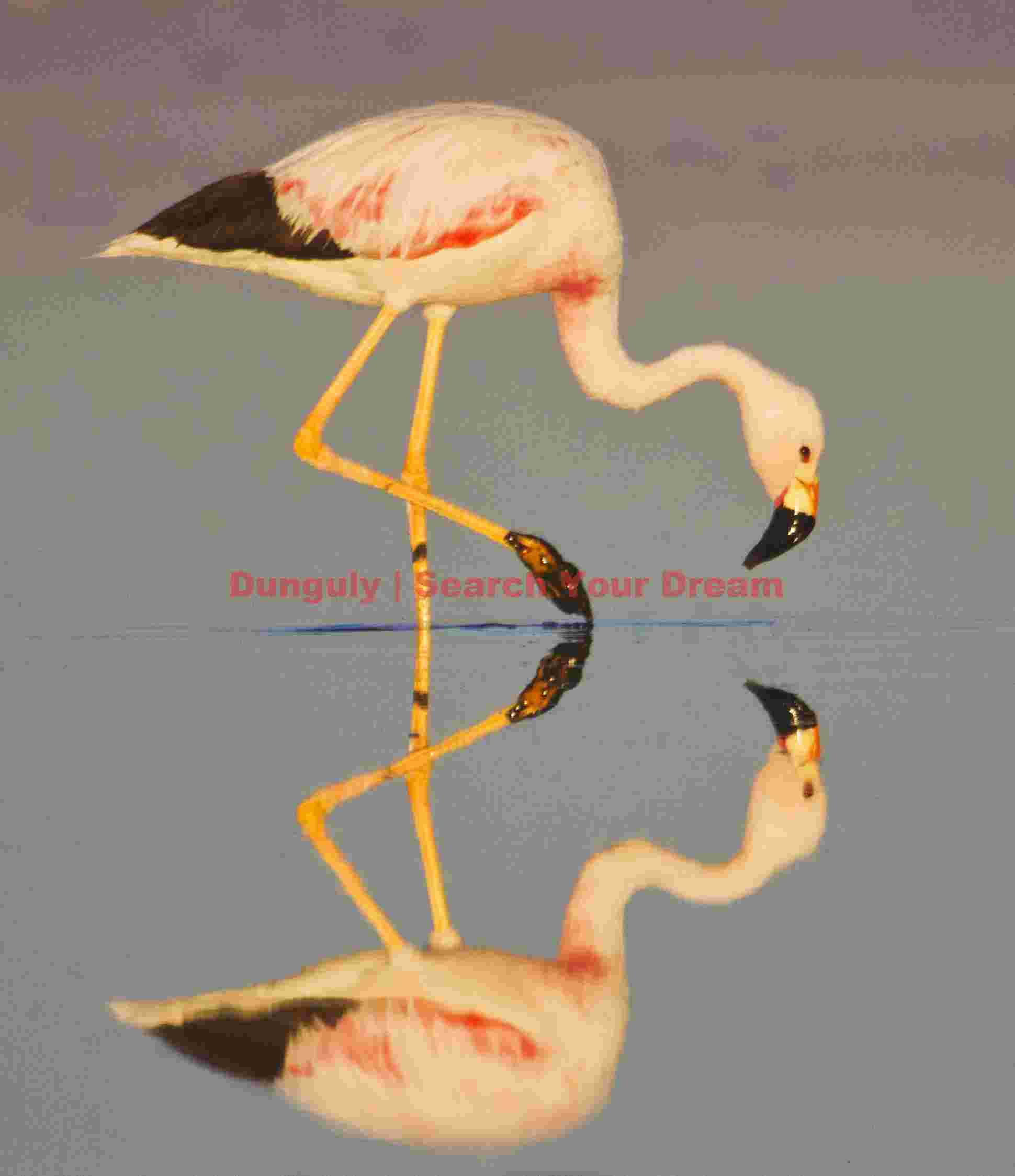 Contemplative Flamingo at Water's Edge