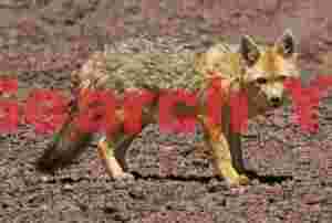 Wild Andean Fox in Bolivia