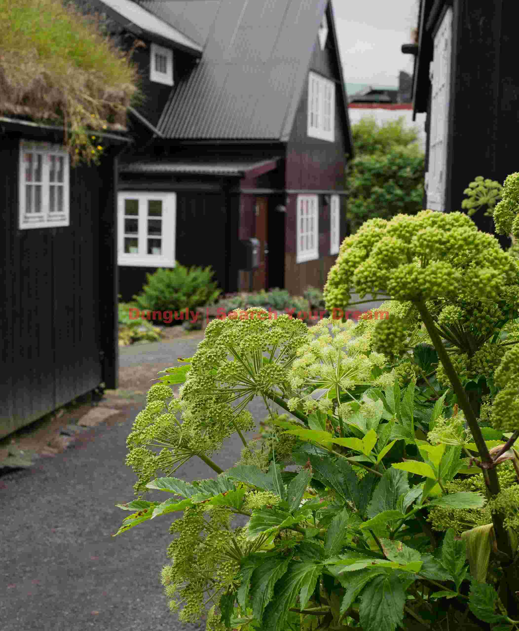 Angelica and cottages