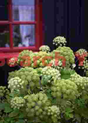 Angelica and red window