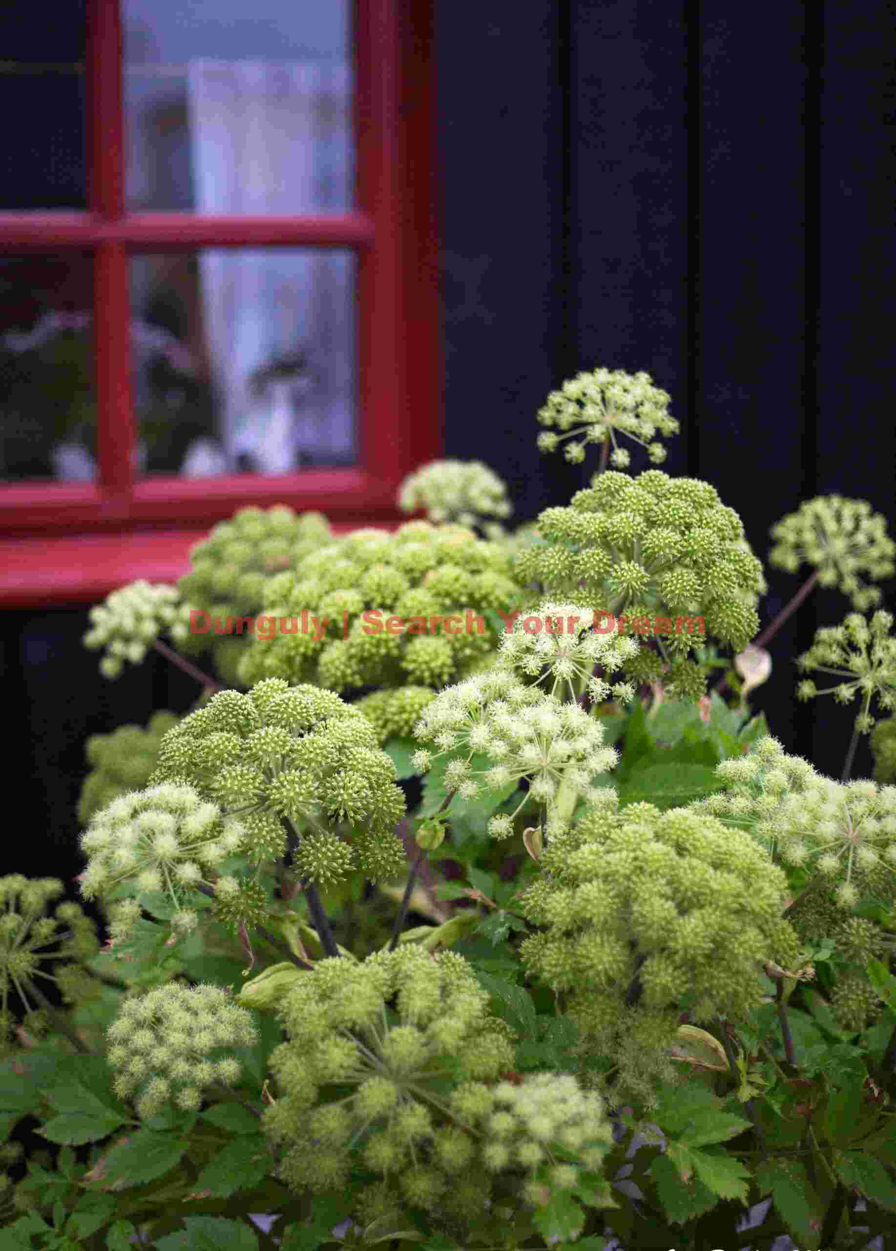 Angelica and red window