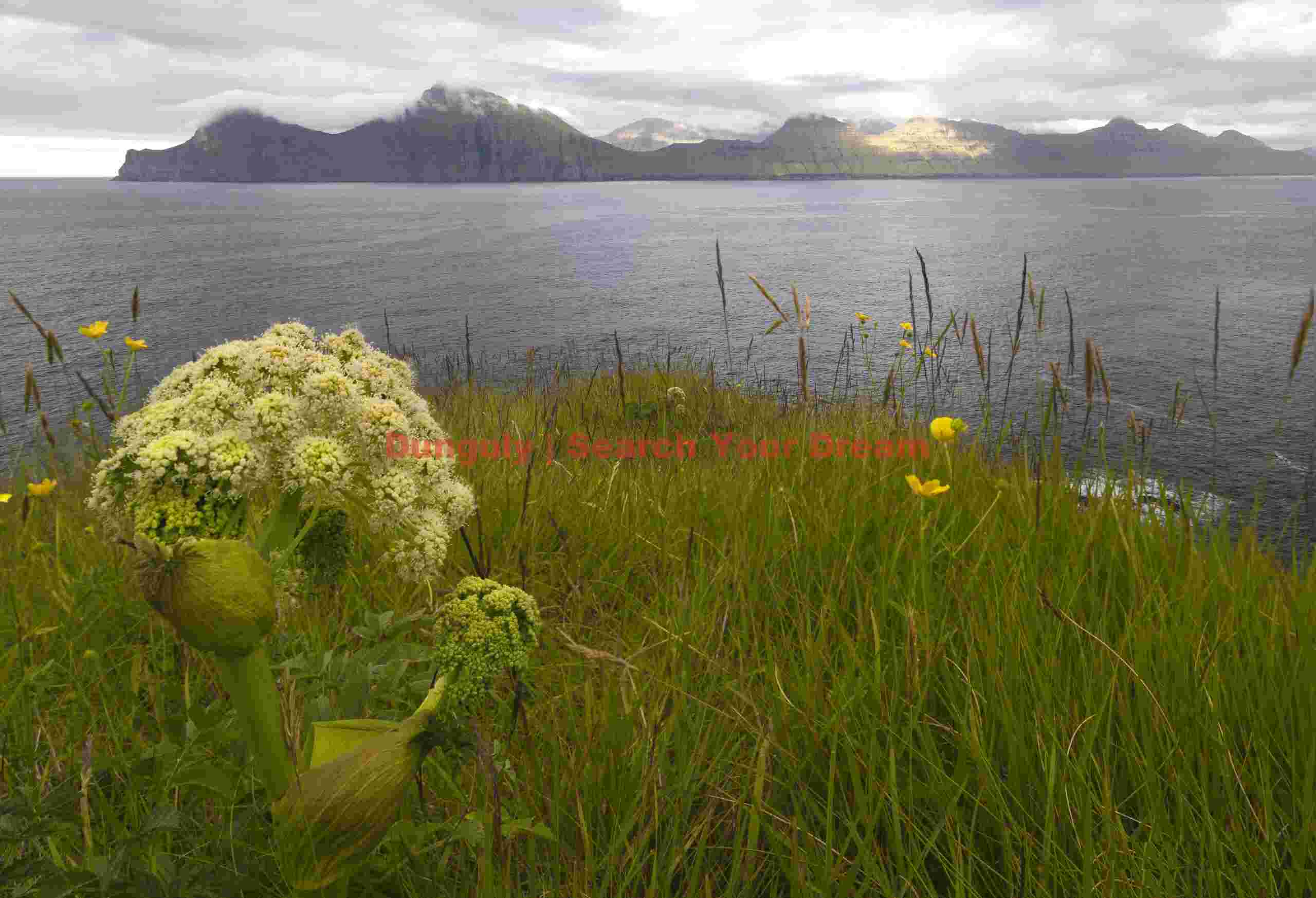 Angelica with view to Kalsoy