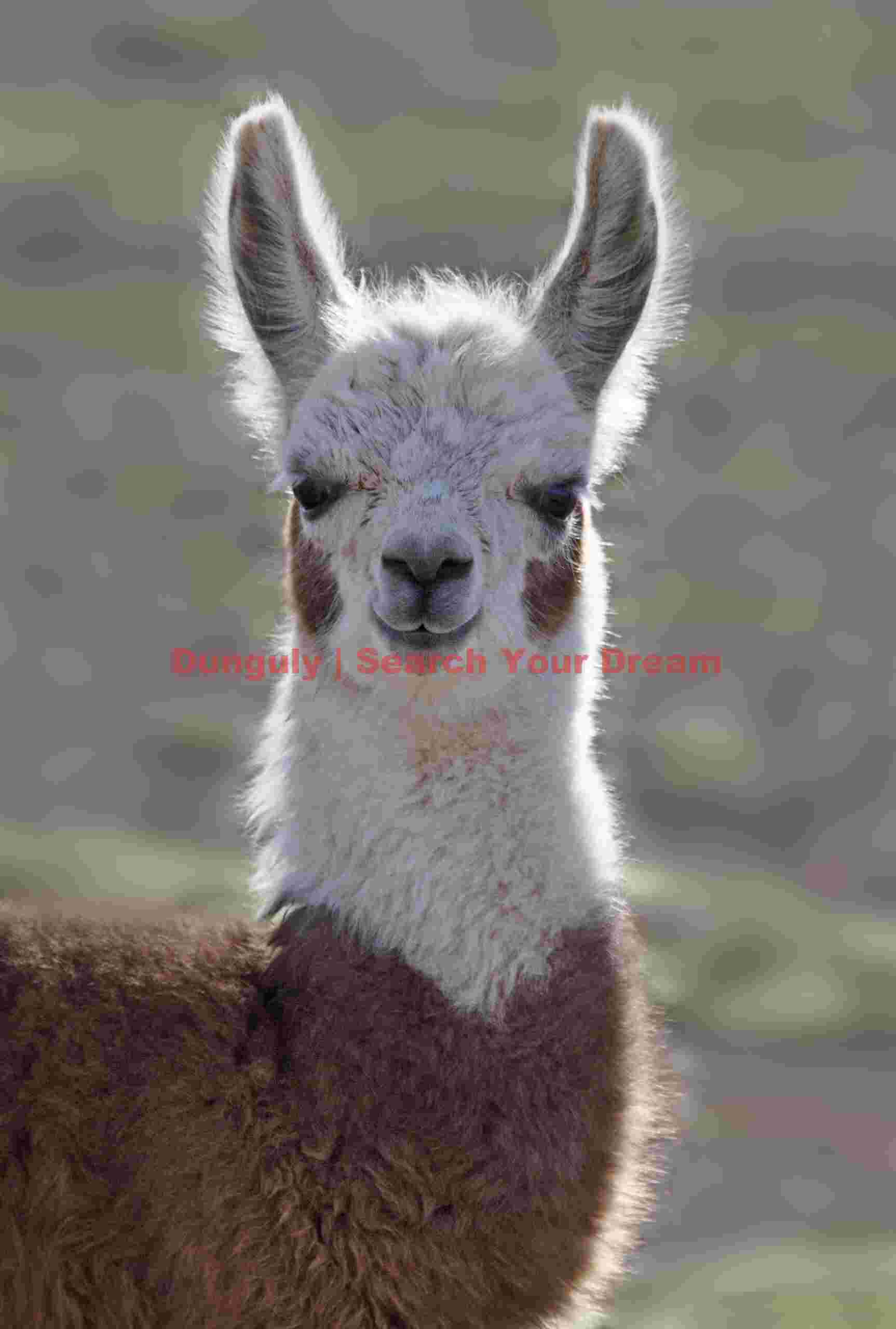 Backlit Young Llama Portrait