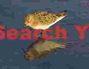 Baird's Sandpiper at Laguna Chaxa