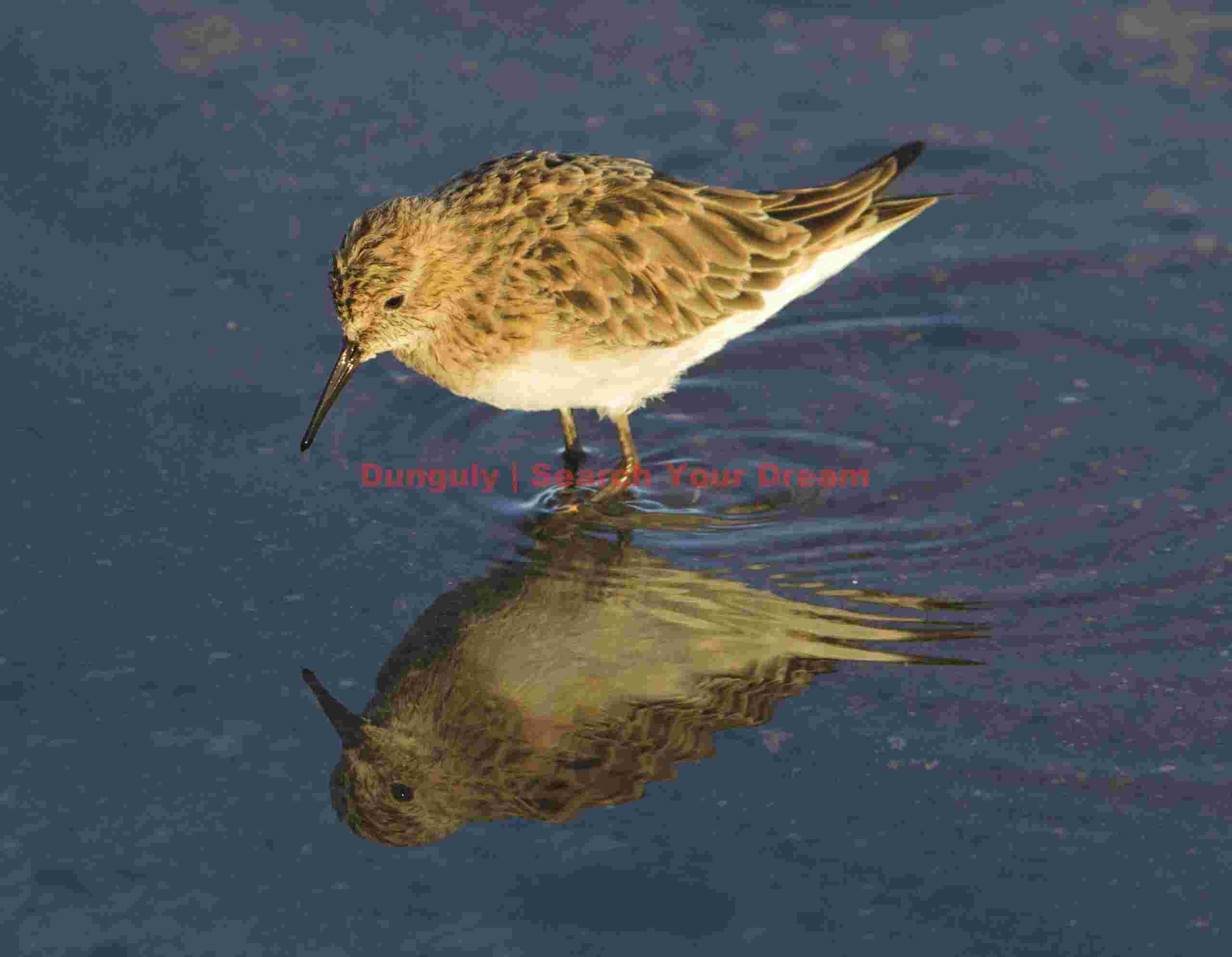 Baird's Sandpiper at Laguna Chaxa