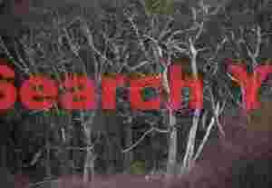 Stark Trees in Cerro Castillo Reserve