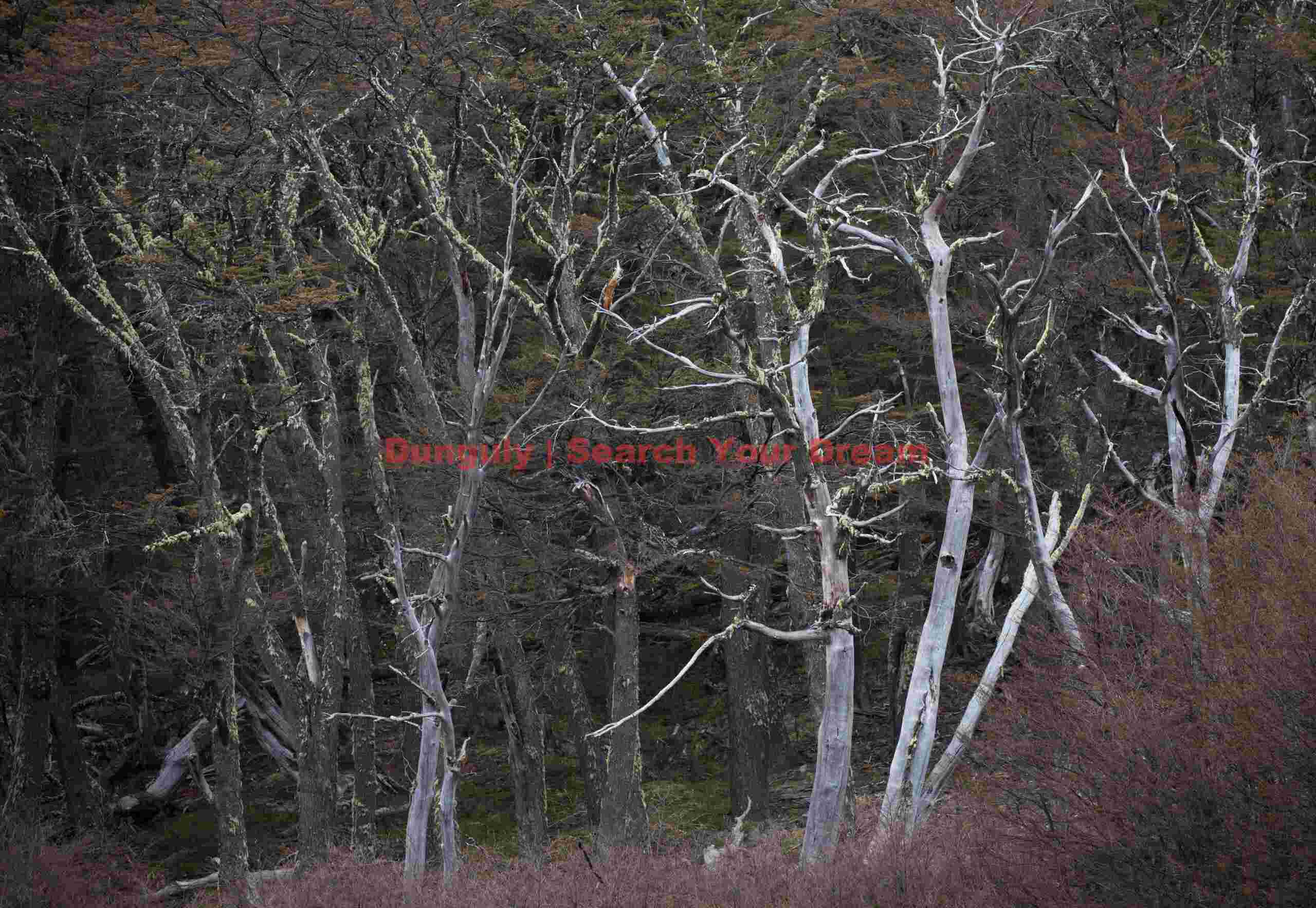 Stark Trees in Cerro Castillo Reserve