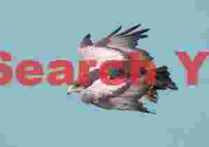 Black-chested Buzzard Eagle against tutrquoise Lagoe Pehoé