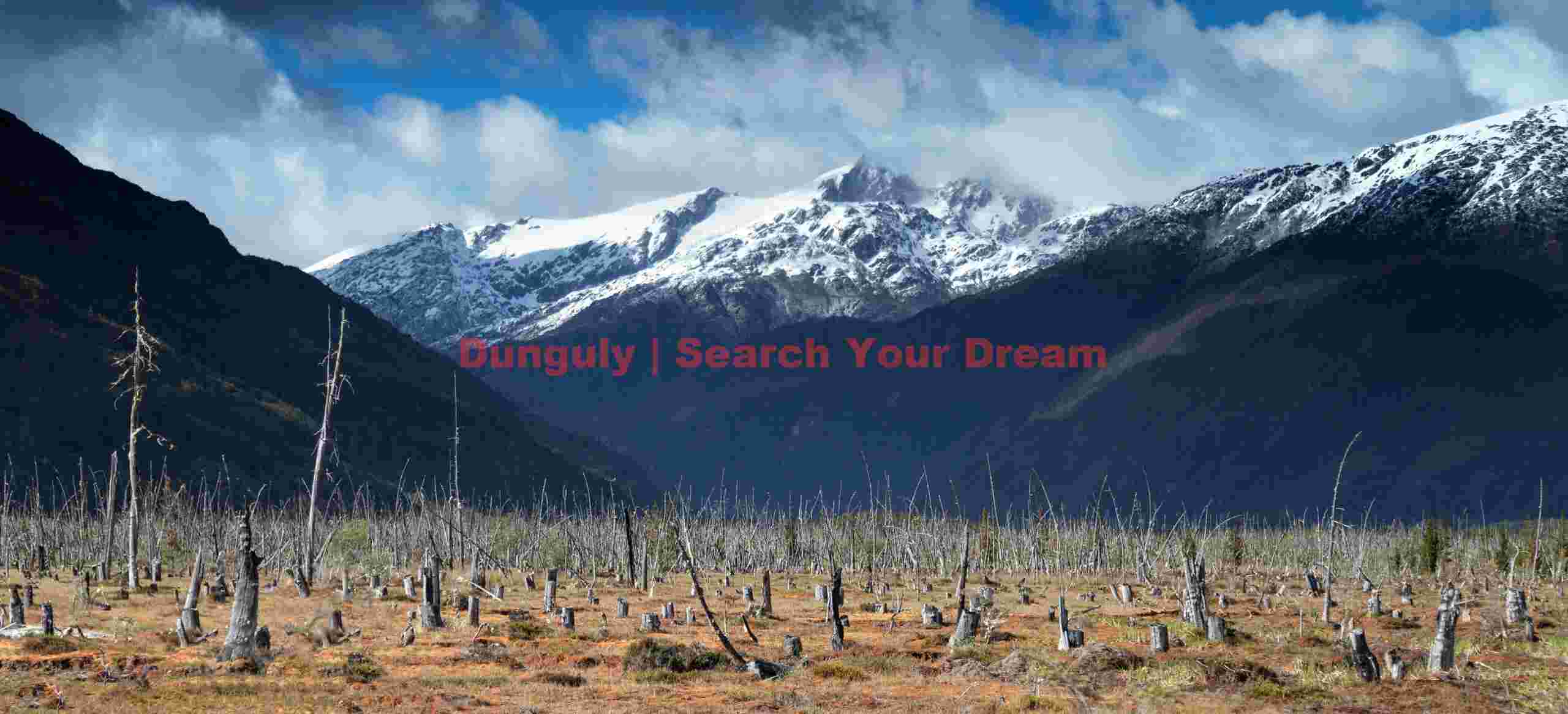 Ghostly Dead Forest Along Carretera Austral