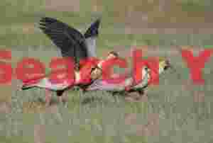 Buff-Necked Ibis Flock on Grassland