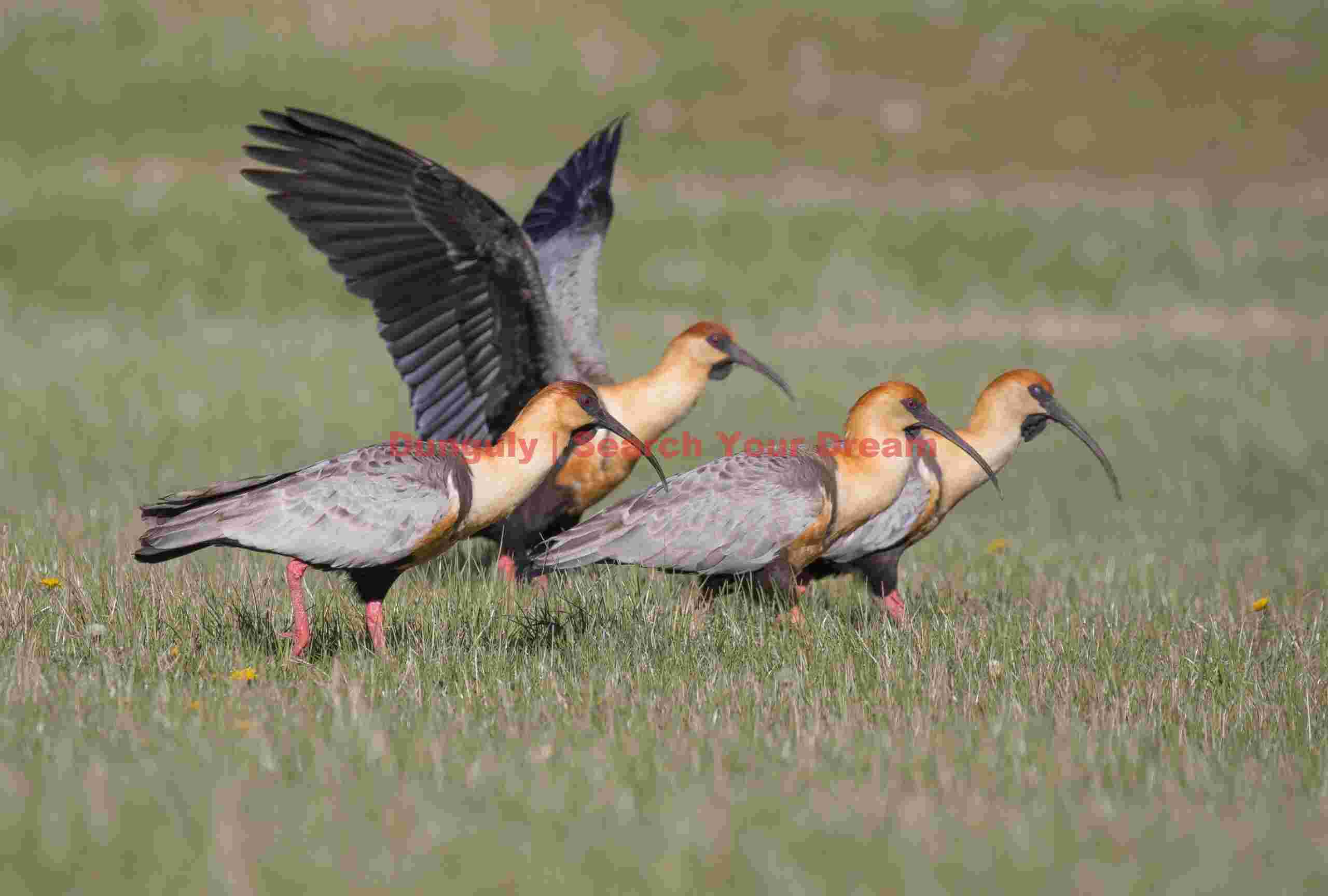 Buff-Necked Ibis Flock on Grassland