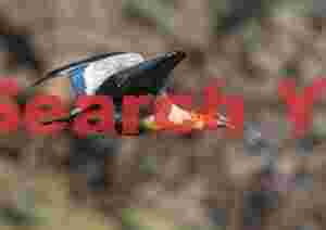 Buff-Necked Ibis in Flight