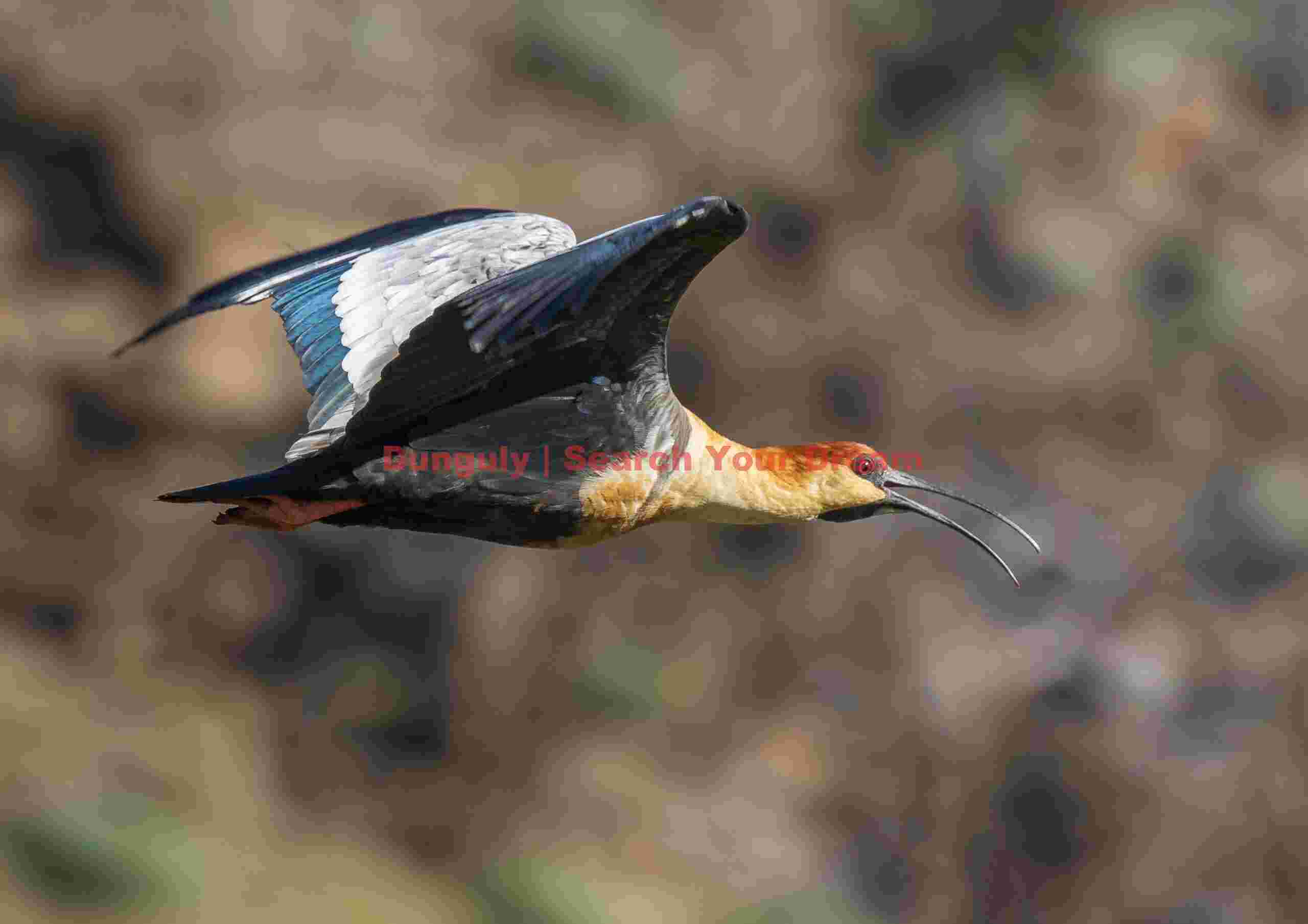 Buff-Necked Ibis in Flight