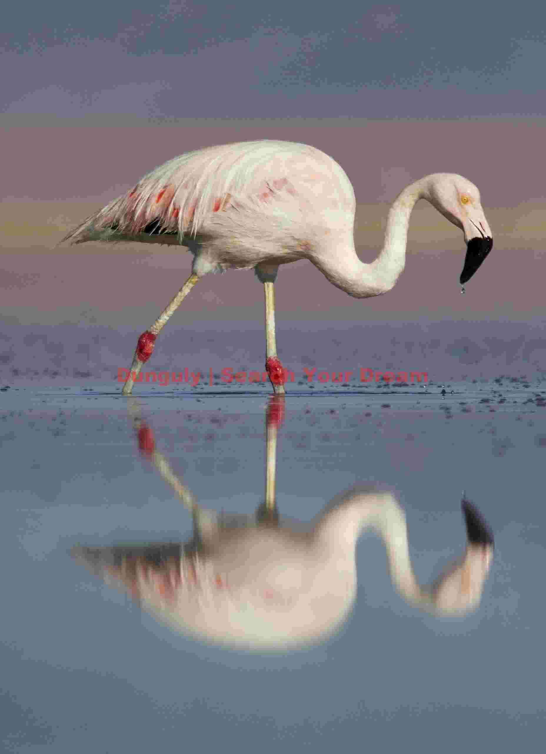 Chilean Flamingo