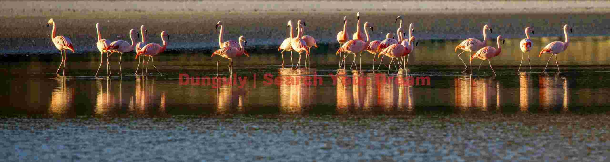 Alternative Flamingo Panoramic Perspective