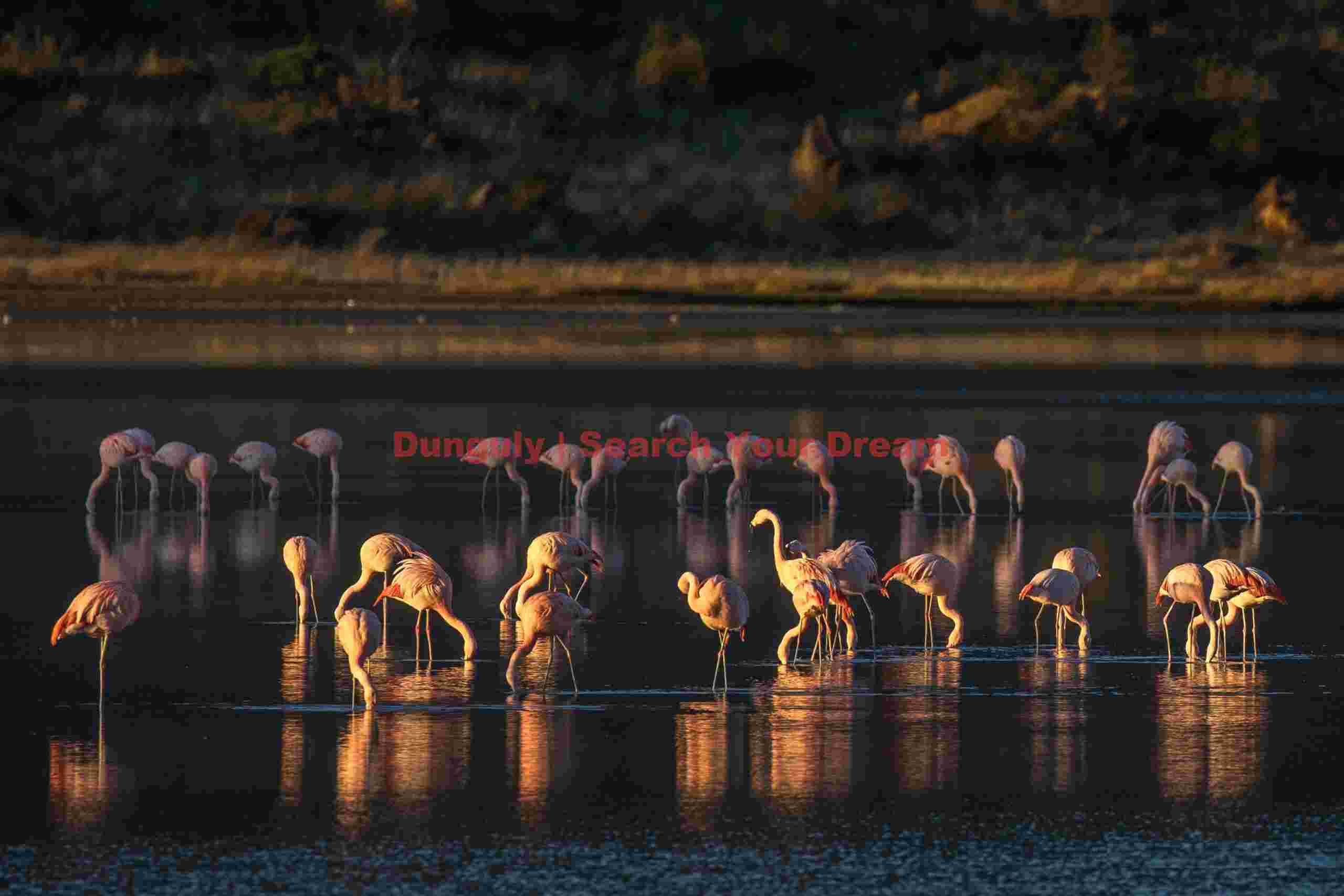 Chilean Flamingos in and Out of the Light