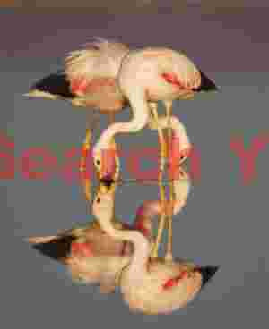 Crossed Pair of Andean Flamingos