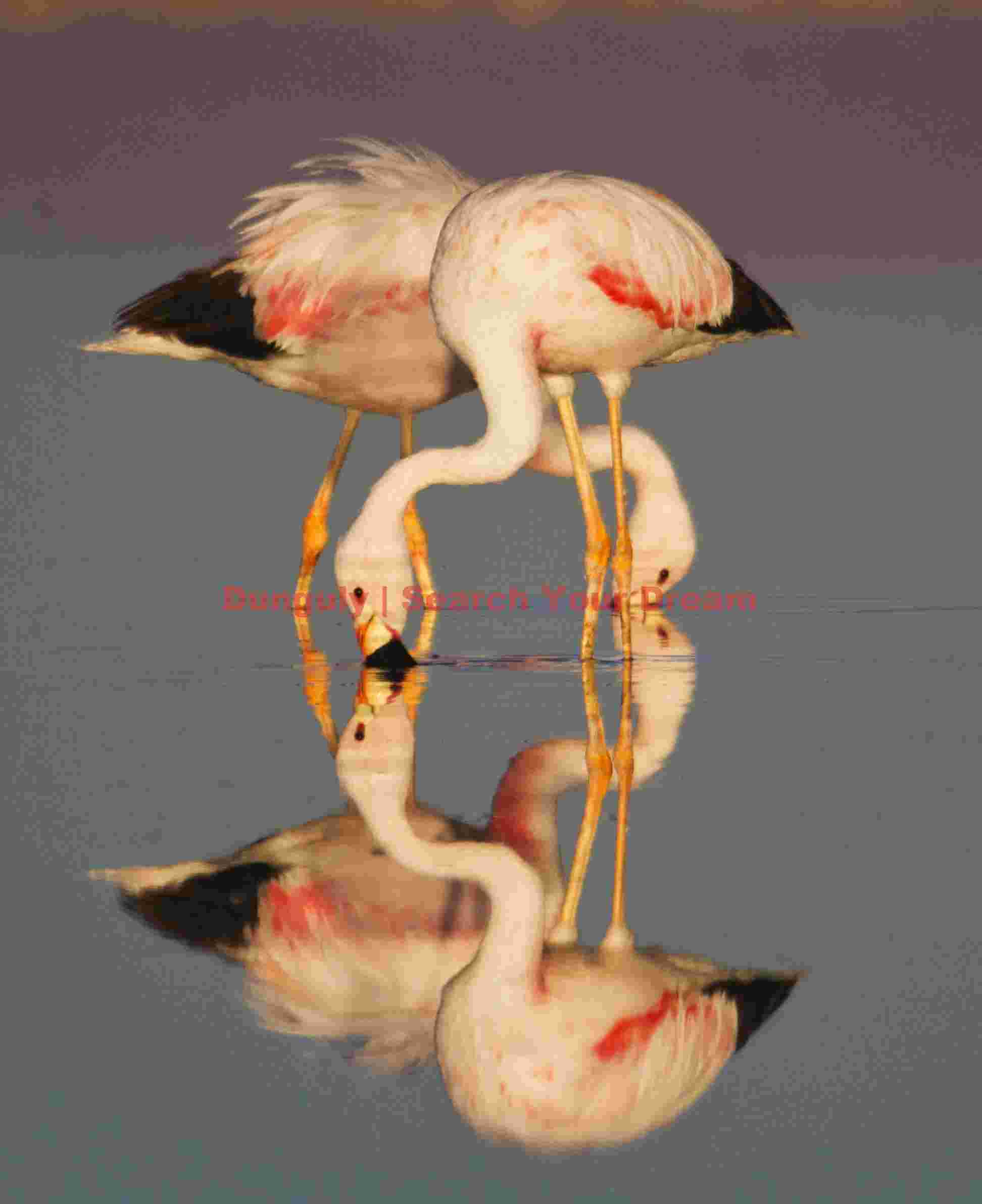 Crossed Pair of Andean Flamingos