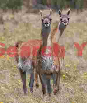 Curious Guanacos Pair