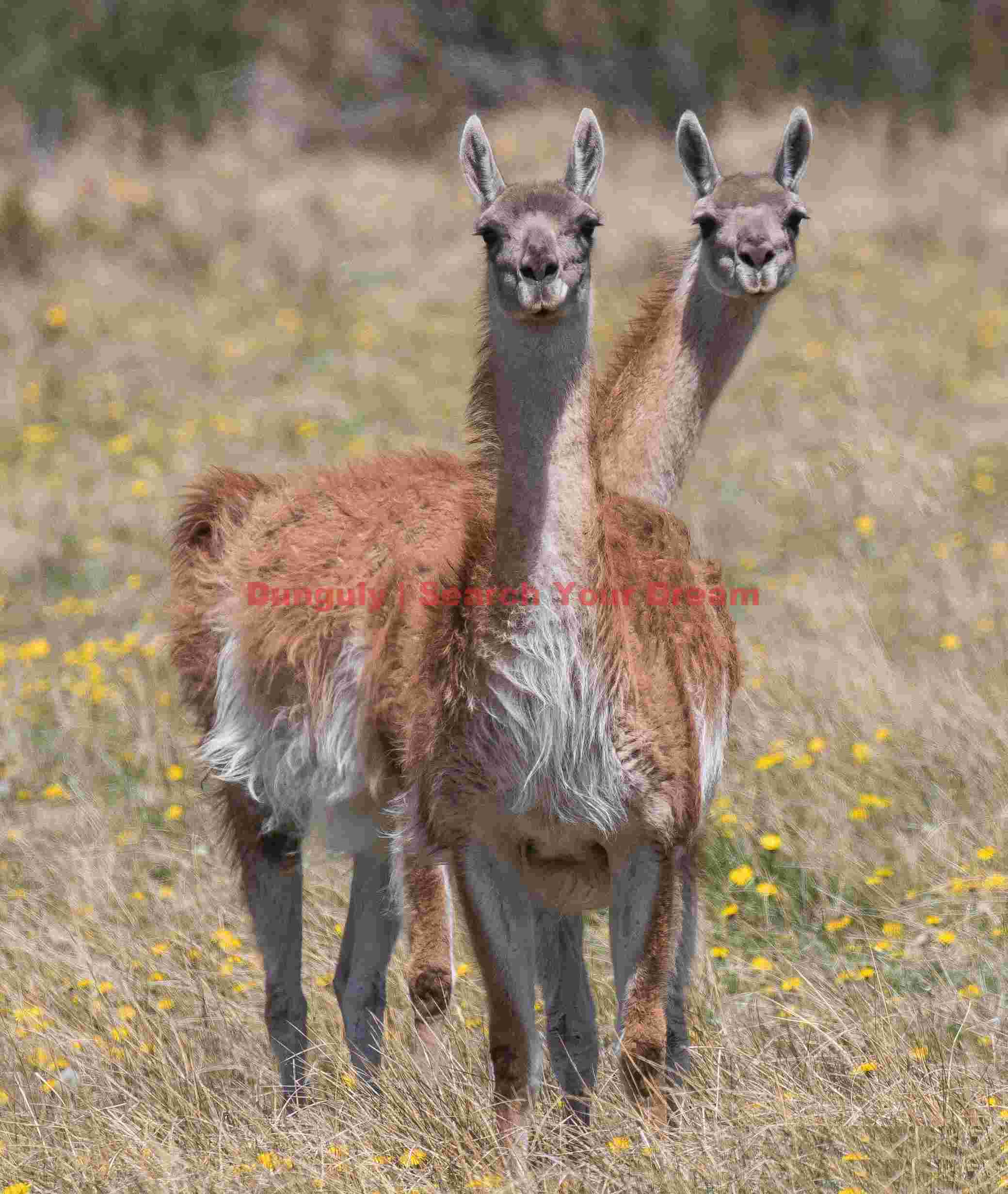 Curious Guanacos Pair