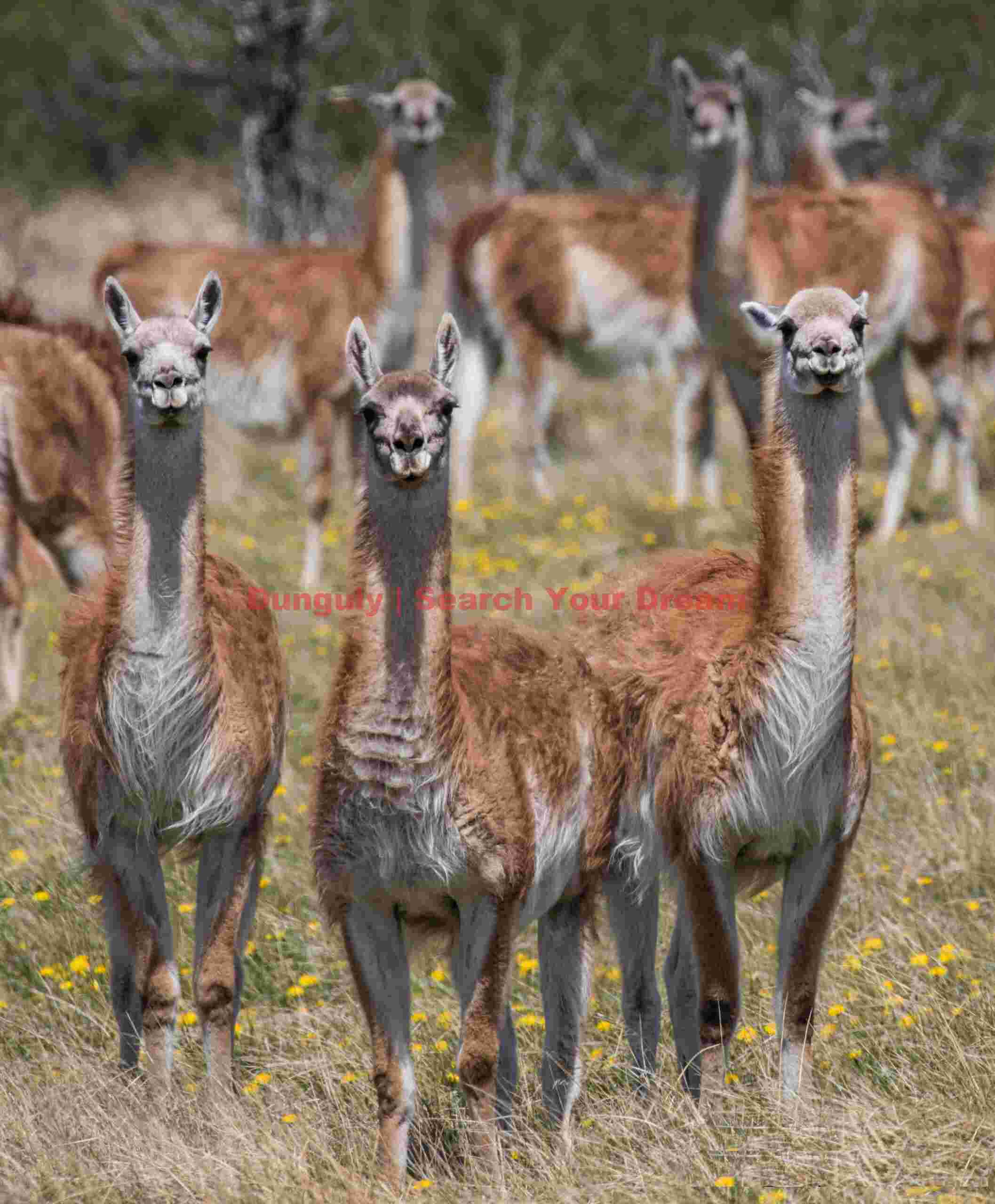 Curious Guanacos#1