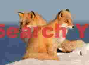 Cute pair of ezo red foxes