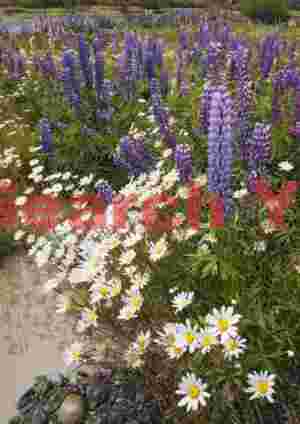 Daisies and lupins
