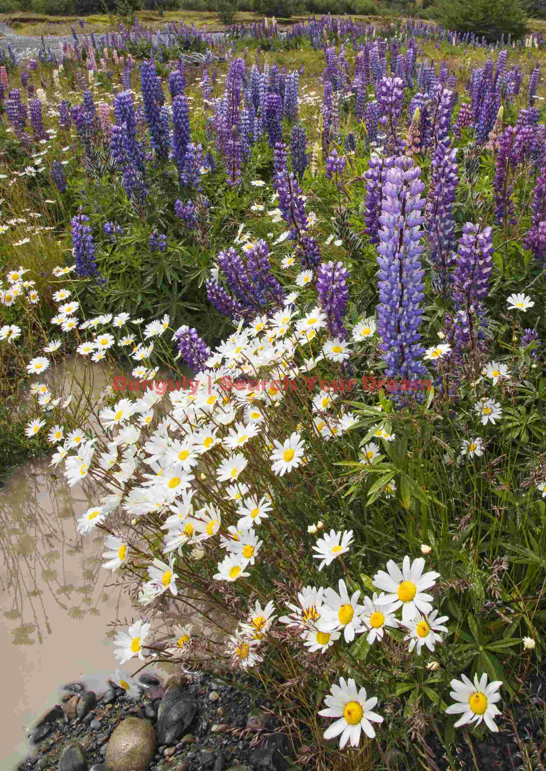 Daisies and lupins