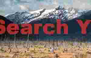 Dead Forest Below Mountains