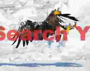 Discombobulated Steller's sea eagle above ice