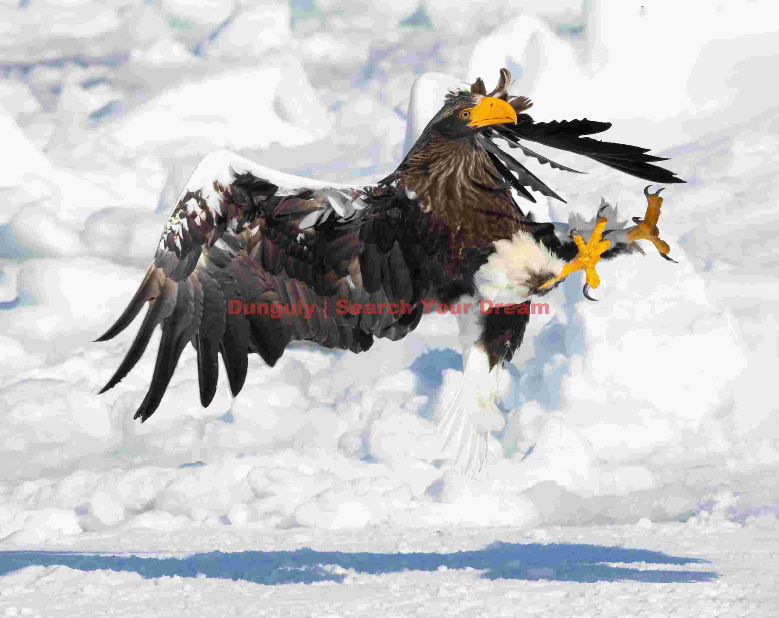 Discombobulated Steller's sea eagle above ice